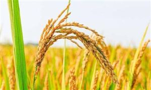 湖南杂交水稻供种量占全国1/3以上 水稻种植行业现状调查与发展趋势