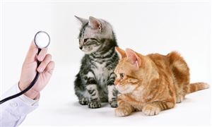 2023年中国宠物医院行业市场发展趋势