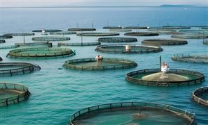 海洋渔业市场深度调研及未来发展机遇分析