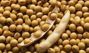 美国大豆产量预期调高 2023大豆行业市场调研分析