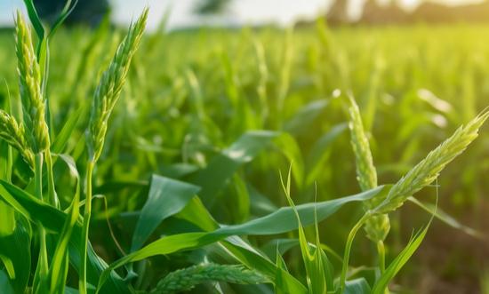 农业机械的发展现状及趋势：高端农业机械有望出现国产替代的趋势