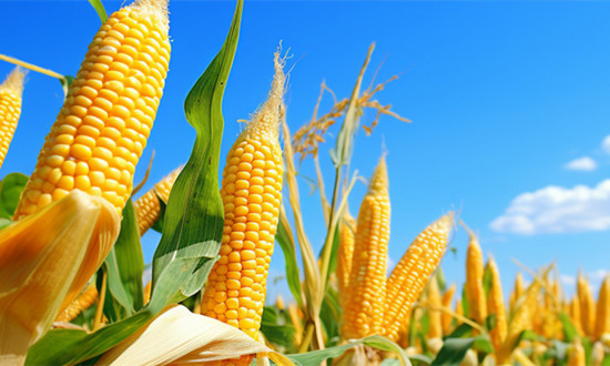 2023鲜食玉米行业发展调研：未来全国鲜食玉米市场份额将达到700亿元规模