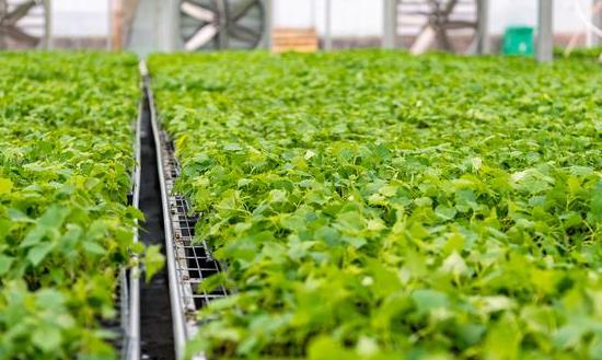 2024互联网+农业发展前景及现状：前三季度全国农村网络零售额达1.7万亿元