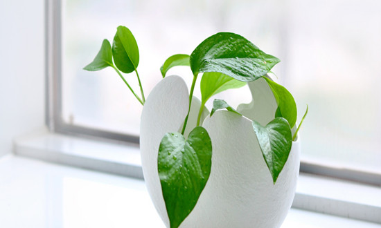 盆景行业市场机遇深度分析2023