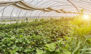 互联网+农业行业发展前景趋势及现状分析2024