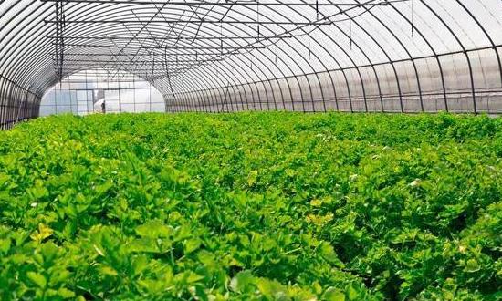 2024有机农业行业发展前景研究：有机农产品市场需求巨大