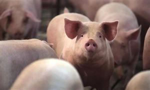 猪价大降超40% 湖南长沙：猪肉消费回暖 猪价同比下跌超四成 