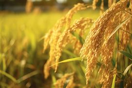 2023年粮食总产量将突破6.9亿吨 中国粮食仓储行业全景调研