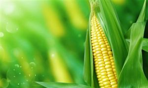 鲜食玉米行业前景：未来要因地制宜发展青贮玉米和鲜食玉米