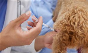 动物疫苗行业深度分析 动物疫苗行业利润率特征分析2023