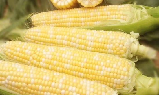2024鲜食玉米行业市场分析：鲜食玉米产业化前景被看好