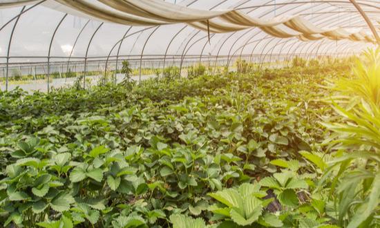 种植业市场发展现状及趋势分析2024