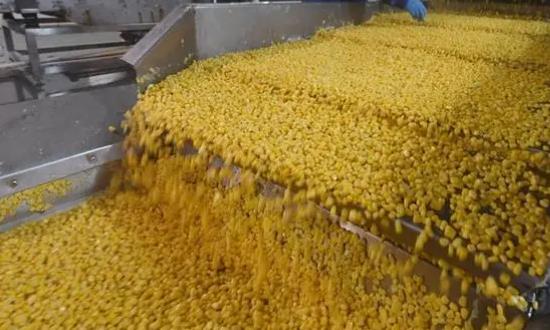 2024玉米深加工行业发展投资：玉米生物发酵企业和产品发展态势良好