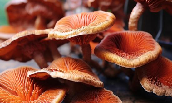 灵芝行业发展前景：未来市场需求不断释放