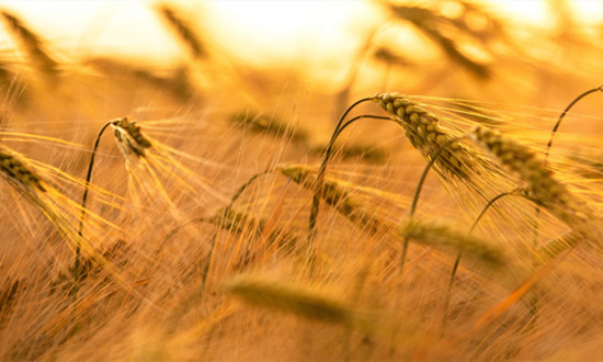 澳大利亚大麦已重返中国市场 大麦产业进出口数据统计分析