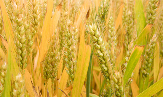 全国秋冬种进度已超过98% 冬小麦行业市场发展分析