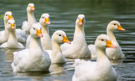 肉鸭行业市场现状分析及未来发展方向2024