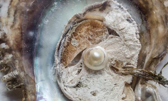 中国淡水珍珠行业市场深度分析2024