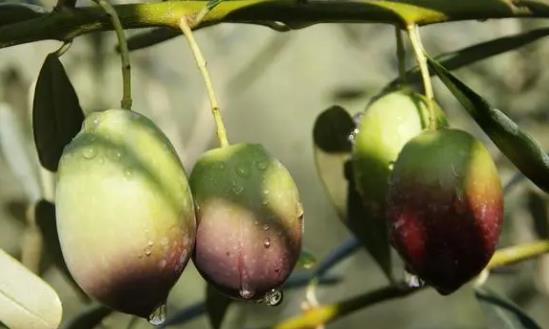 油橄榄行业行业发展研究：预计2025年橄榄油市场需求量将达10万吨