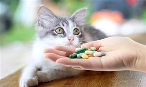 宠物药品行业分析：市场规模持续上升，国内的研发能力有待增强