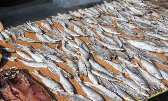 到2026年我国人均水产品消费量将达到23千克 占总消费量的比重将达到36%左右