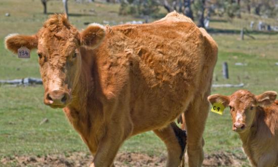 2024家禽饲养行业深度分析