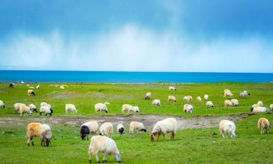 养殖牧场行业深度分析 养殖牧场行业发展现状分析2023