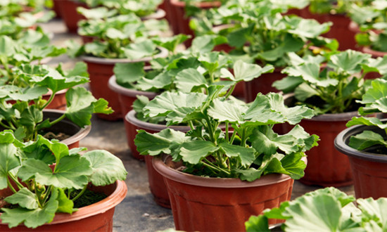 中国花卉苗木种植行业市场现状分析