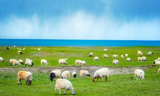 澳大利亚羊群养殖数量大幅增长 一头价格不到160元 2023羊养殖行业深度调研