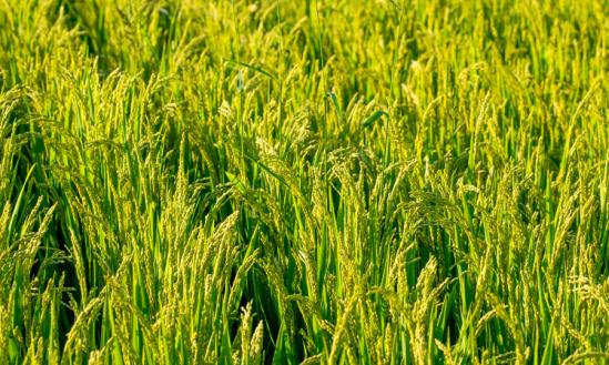 2023年水稻种植产业现状分析