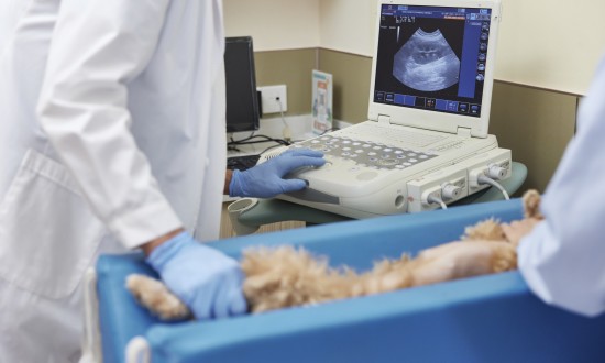 2023年中国宠物医疗器械行业市场现状及竞争格局分析