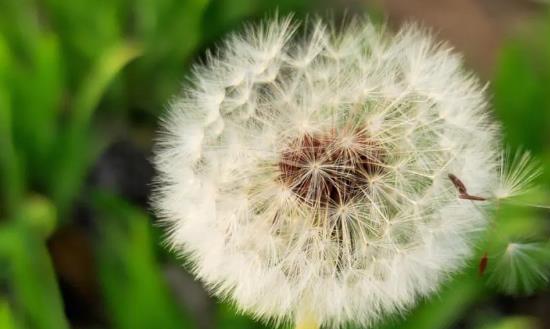 2024蒲公英行业市场环境分析及发展展望：蒲公英种植经济效益高