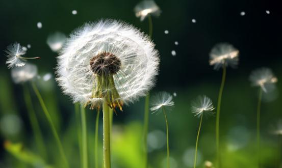 2024中国蒲公英行业市场深度调研分析