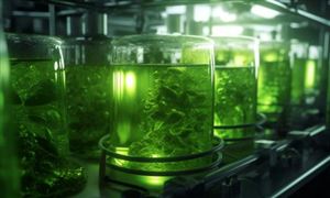 生物质燃料行业市场深度分析及发展状况分析2023