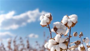 中国棉花行业深度调查分析 2025年新疆棉花目标价格补贴政策