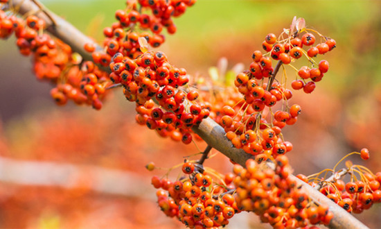 沙棘加工成多地“朝阳产业” 沙棘产业市场发展前景分析