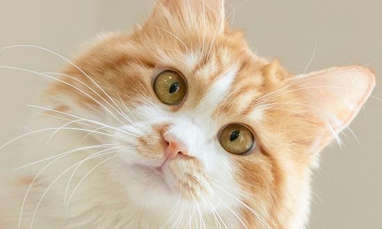 宠物殡葬服务行业市场分析：目前宠物殡葬行业正在加速发展