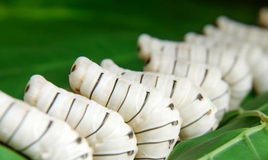 桑蚕产业现已成为实现乡村振兴的重要特色产业 桑蚕养殖行业市场前景如何