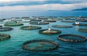 2023中国海洋渔业行业产业规划和指导