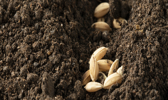 水稻种子行业市场机遇分析2024