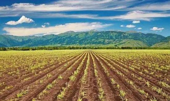 2024种子行业市场分析：生物育种产业化步伐加快推进