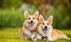 宠物殡葬服务行业分析 预计2023年市场规模将达到4456亿元