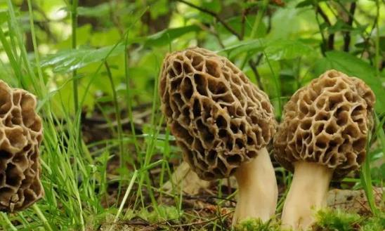 羊肚菌种植行业前景研究及市场利润：棚均纯收入达到1万元以上