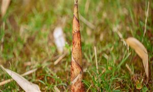 中国竹笋干行业产量及机遇深度调研分析2024