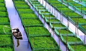 特色农业行业深度分析：各地特色农业行业发展现状