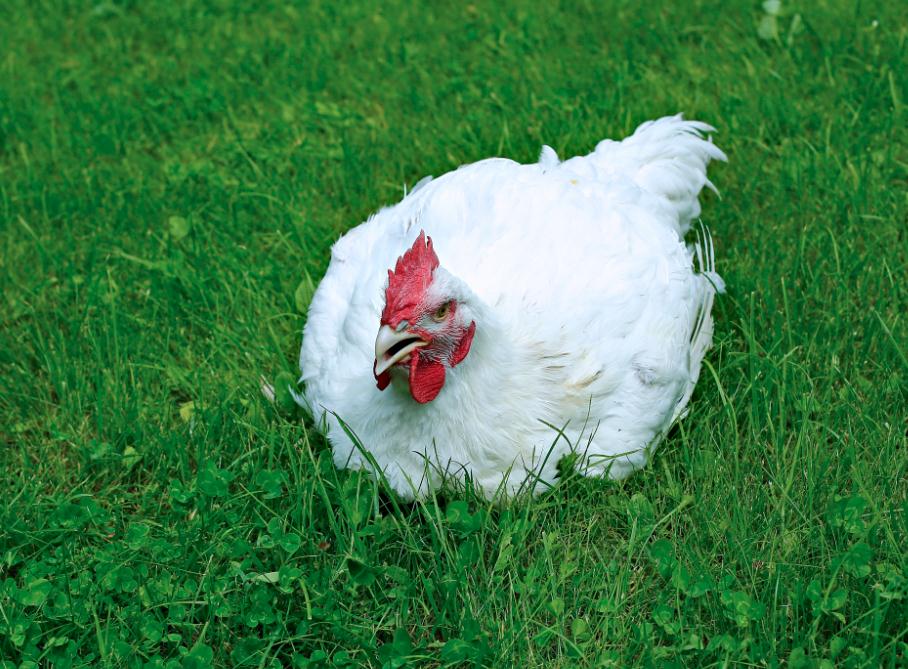 白羽肉鸡国产品种产业化研究 中国白羽肉鸡行业深度分析