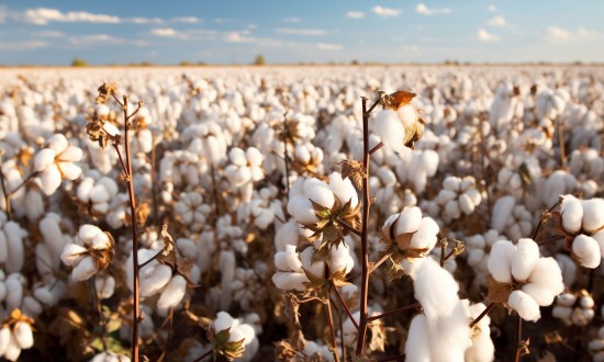 2023年中国天然纤维行业发展的政策背景及市场规模分析