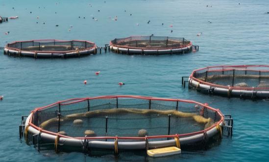 海洋牧场行业调研：广东正全力推进现代化海洋牧场建设