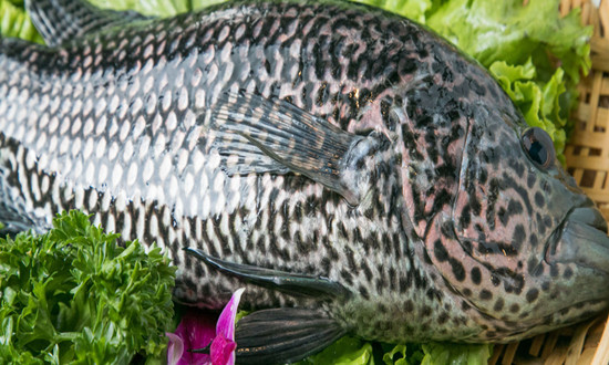 石斑鱼行业发展机遇深度调研分析2024