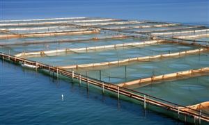 2023年中国水产养殖行业市场分析及发展趋势